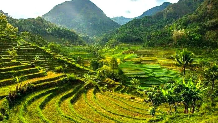 Selogriyo Temple and Rice Terraces Trekking Guided Tour - Image 5