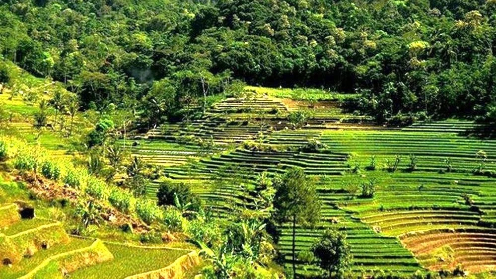 Selogriyo Temple and Rice Terraces Trekking Guided Tour