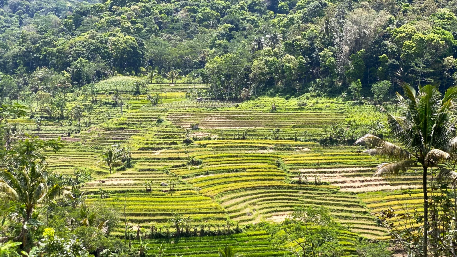Excursión privada a Selogriyo Rice Terrace Trek y al templo de Borobudur con acceso a subida - Image 6
